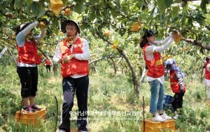 천안서북 하나님의 교회-농촌일손돕기 배봉지씌우기.jpg