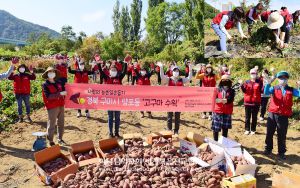 구미권 하나님의 교회-고구마수확 농촌일손돕기.jpg