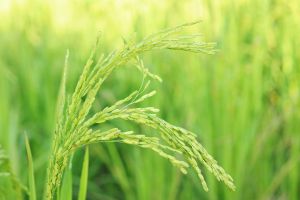 벼Shutterstock 135387218.jpg