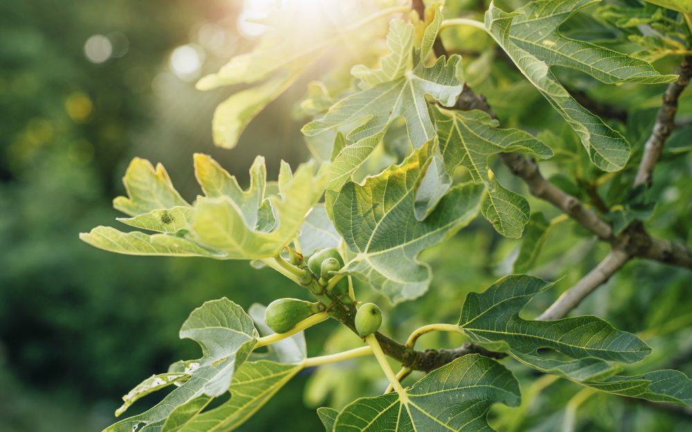 안상홍님은 무화과나무로 비유된 이스라엘이 독립한 1948년, 침례를 받고 복음의 생애를 시작하셨다.